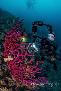 Red seafan by Marco Gargiulo 
